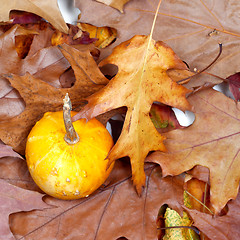 Image showing Small decorative pumpkins on autumn dry leafs