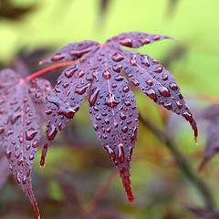 Image showing Leaves of red Japanese-maple (Amur maple) with water drops