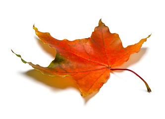 Image showing Red autumn maple leaf