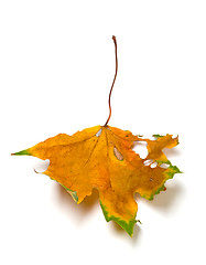 Image showing Autumn dried multicolored maple leaf with holes