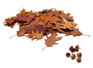 Image showing Autumnal brown dry leafs of oak and acorns