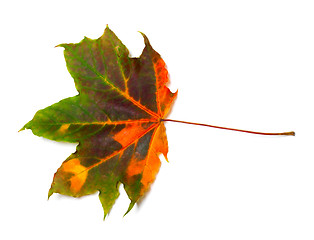 Image showing Autumn multicolored maple leaf