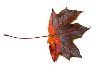 Image showing Dark red autumn maple-leaf