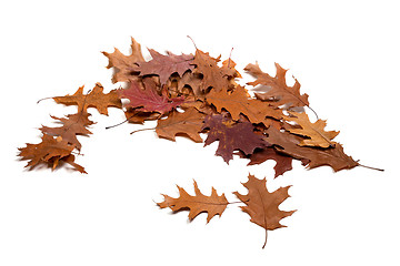 Image showing Autumn brown dried leafs of oak