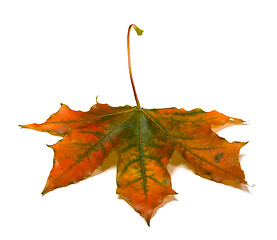 Image showing Autumn multicolored maple-leaf