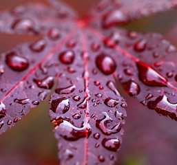 Image showing Leaves of red Japanese maple (fullmoon maple) with water drops a