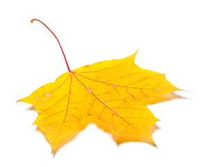 Image showing Yellow autumn maple leaf