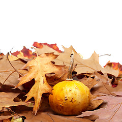 Image showing Small decorative pumpkin on autumn dry leaves from oak