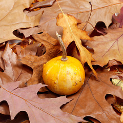 Image showing Small decorative pumpkin on autumn leafs