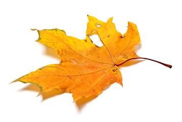 Image showing Autumn yellow dry maple leaf with holes