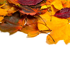 Image showing Autumn multicolor leafs