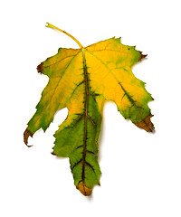 Image showing Multicolor autumn maple leaf