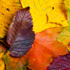 Image showing Autumn fallen multicolor leaves