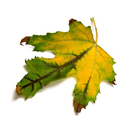 Image showing Multicolor autumn maple-leaf