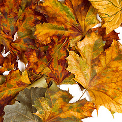 Image showing Autumn dried maple leafs