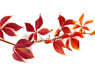 Image showing Branch of autumn red grapes leaves