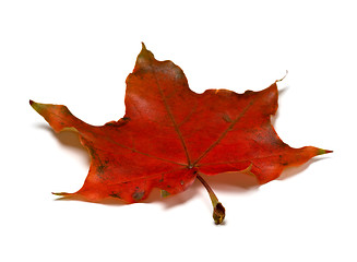 Image showing Red autumnal maple leaf