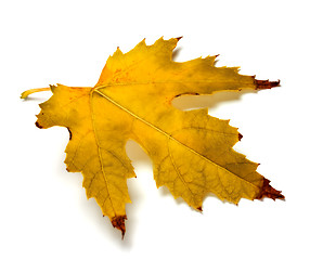 Image showing Orange autumn maple leaf on white