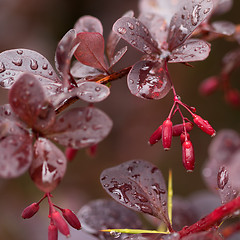 Image showing Wet twigs of red barberry with fruit