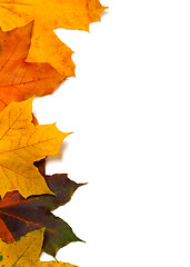 Image showing Autumnal multi colored maple-leafs