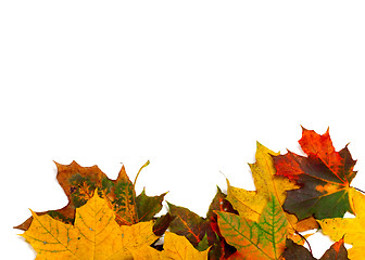 Image showing Autumn multicolor maple-leafs on white
