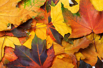 Image showing Autumn multi colored maple leafs