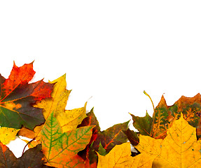 Image showing Autumn multicolor maple-leafs on white