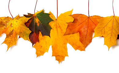 Image showing Autumnal multicolored maple-leafs upside down