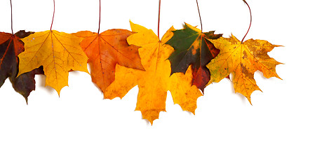 Image showing Autumnal multicolored maple-leafs upside down