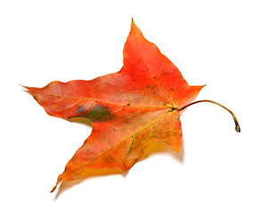 Image showing Red autumnal maple leaf