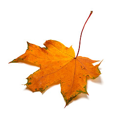 Image showing Autumn orange dried maple-leaf