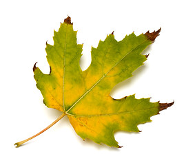 Image showing Autumn yellowed maple leaf