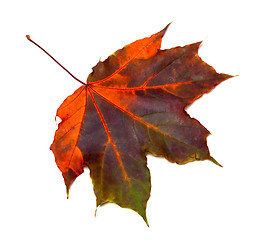 Image showing Multicolor autumnal maple leaf