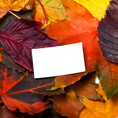 Image showing Autumn multicolor leafs with white card