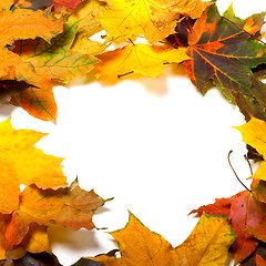 Image showing Autumn multicolored maple leafs