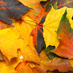 Image showing Autumn multicolored maple leafs