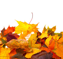 Image showing Autumn multicolor leafs