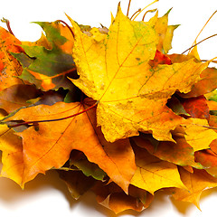 Image showing Pile of dry autumn maple leaves