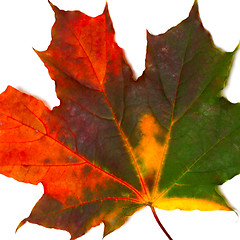 Image showing Autumn multicolored maple leaf