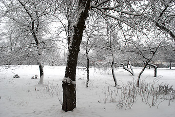 Image showing trees in the snow