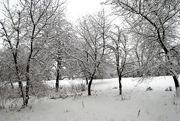 Image showing snow-capped trees