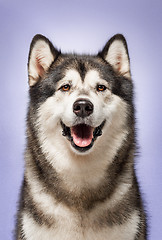 Image showing Alaskan Malamute, 2 years old, sitting in front of lilac background