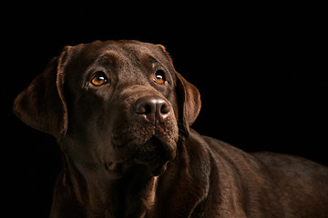 Image showing The portrait of a black Labrador dog taken against a dark backdrop.