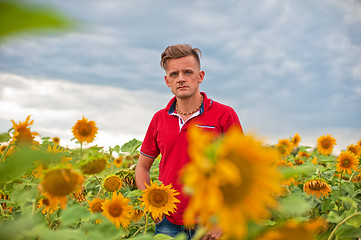Image showing Man standing in front of sunflowers
