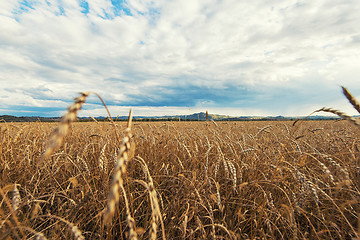 Image showing wheat field on sunset