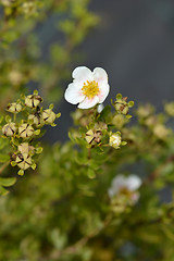 Image showing Shrubby cinquefoil