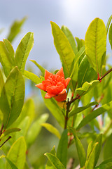 Image showing Pomegranate