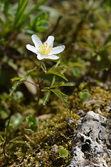 Image showing White Christmas rose