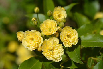 Image showing Lady Banks rose