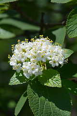 Image showing Wayfaring tree flowers